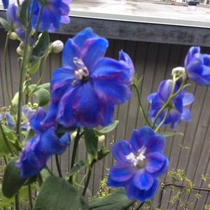 Spring is Here but...